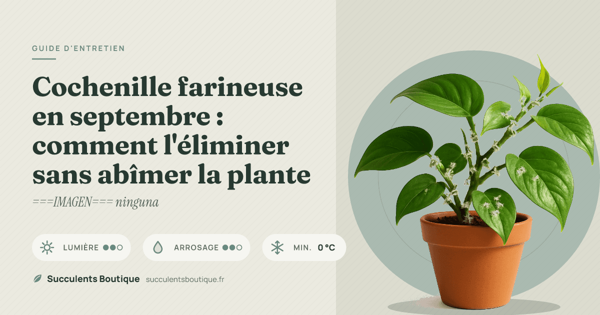 Cochenille farineuse en septembre : comment l'éliminer sans abîmer la plante