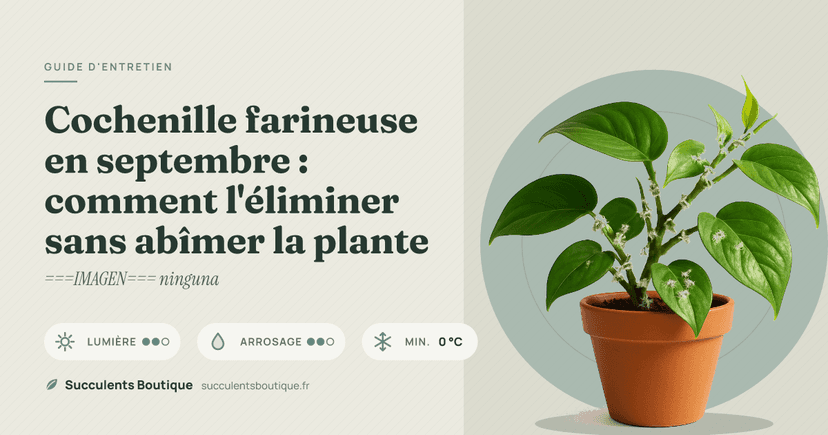 Cochenille farineuse en septembre : comment l'éliminer sans abîmer la plante