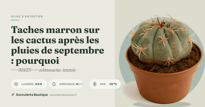 Taches marron sur les cactus après les pluies de septembre : pourquoi