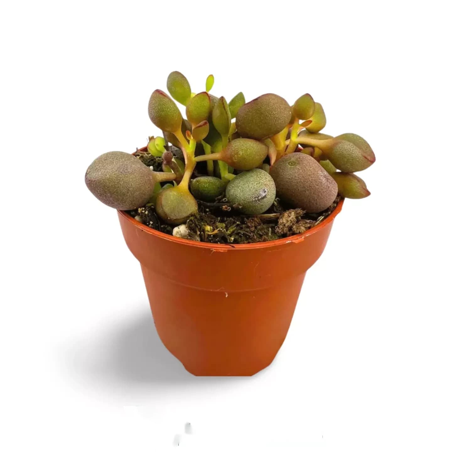 Adromischus Marianae