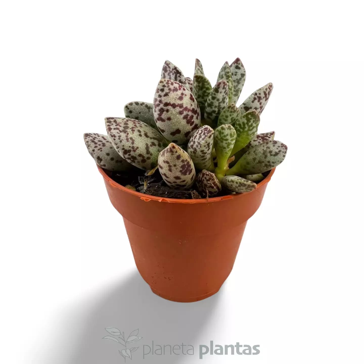 Adromischus cooperi var. fête