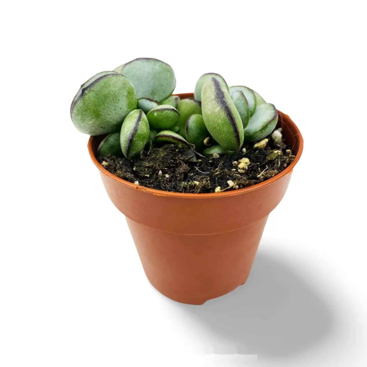 Adromischus Subdistichus Makin