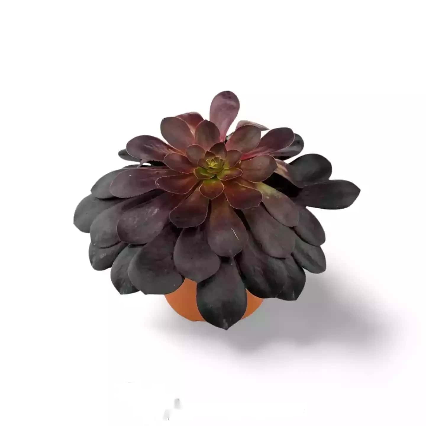 Rose noire de l'Arboreum Aeonium