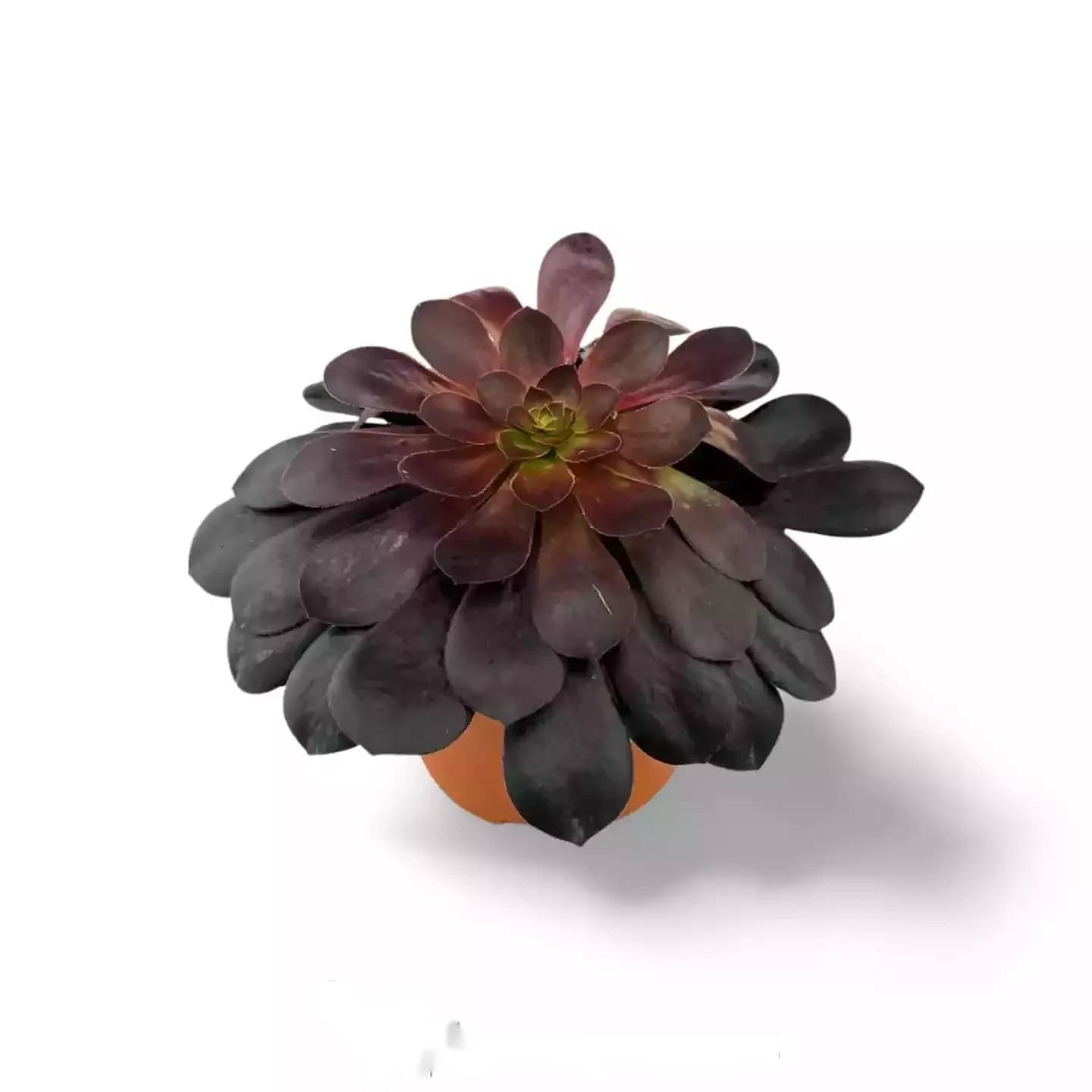 Rose noire de l'Arboreum Aeonium