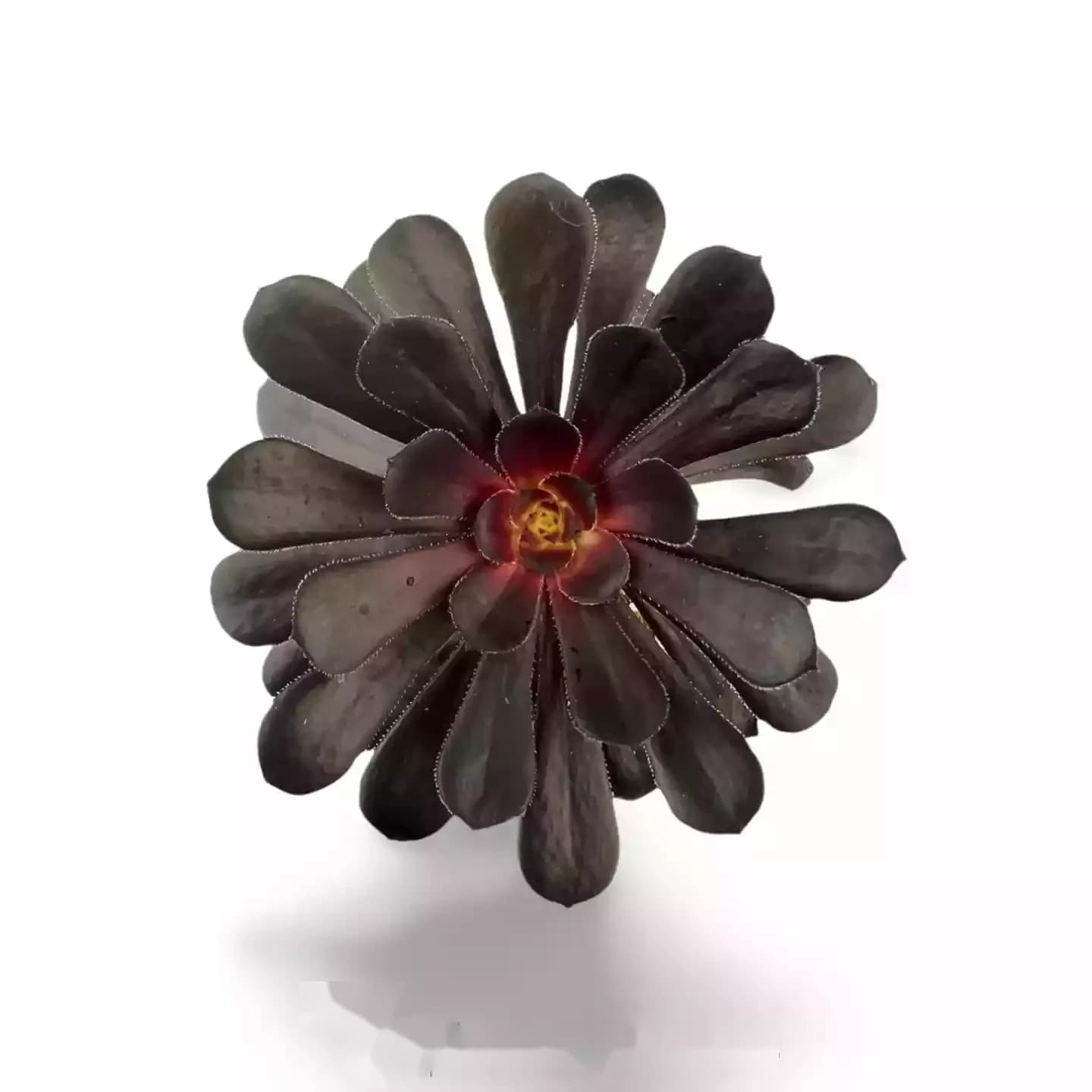 Rosier noir Aeonium Arboreum