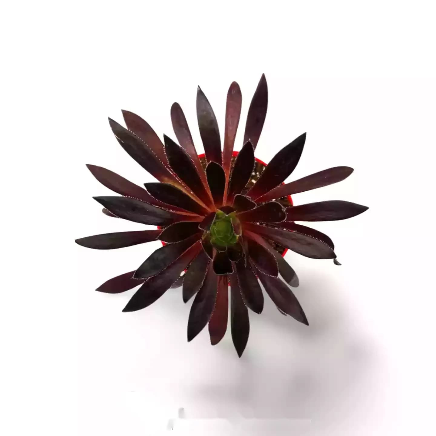 Magie noire d'Aeonium