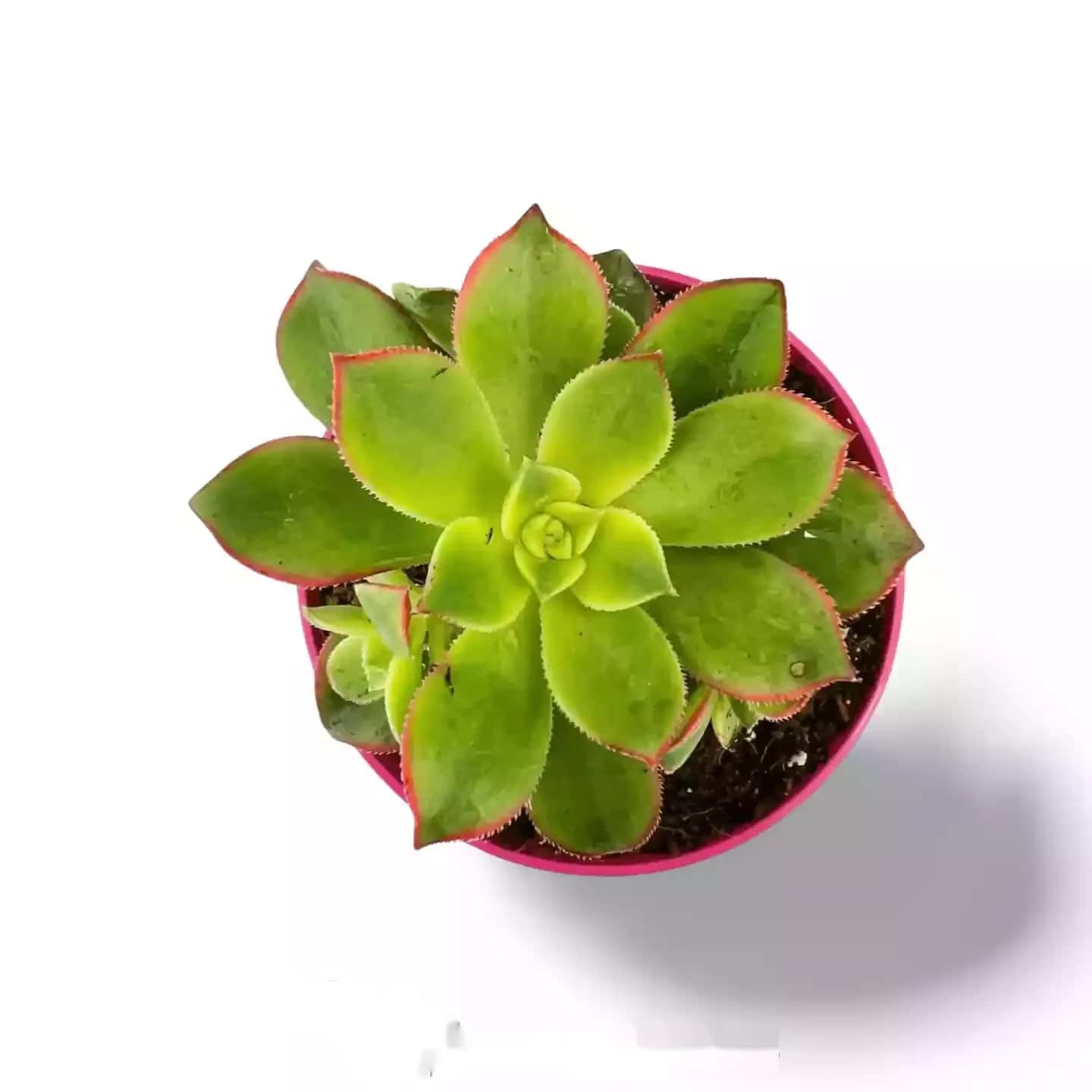Kiwi Aéonium