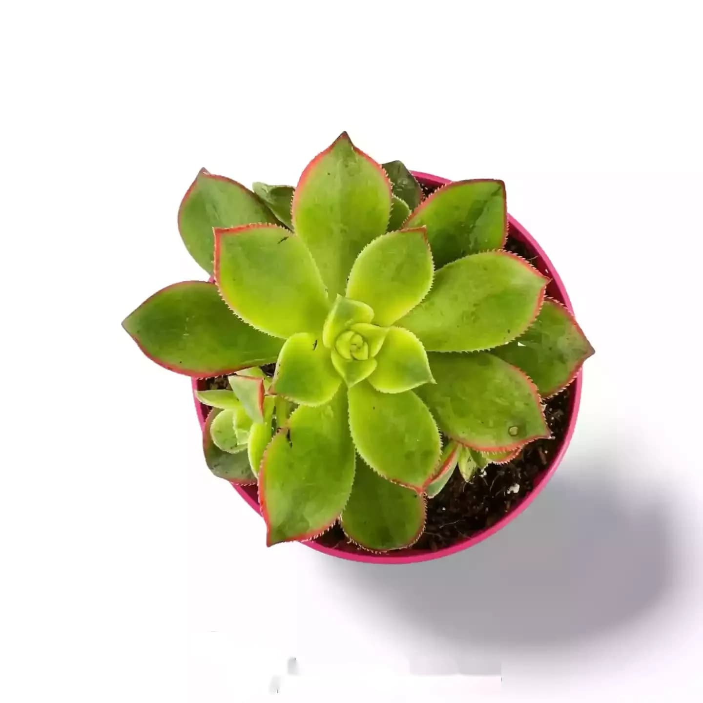 Kiwi Aéonium