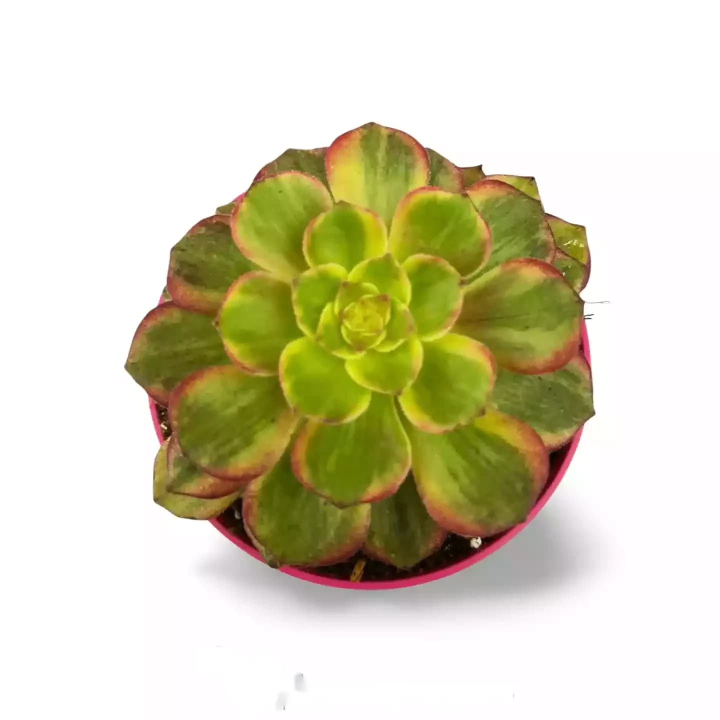 Aeonium Mardi Gras