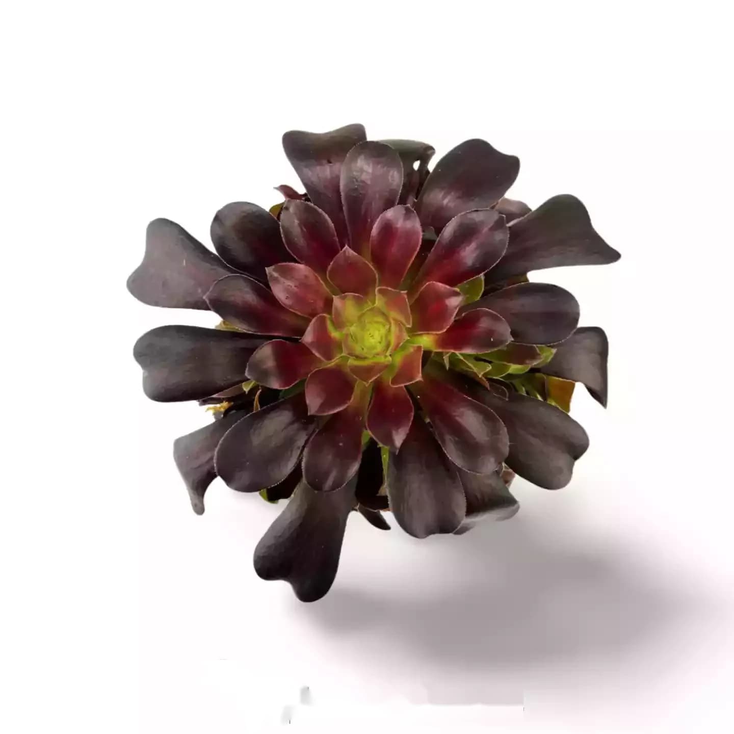 Aeonium Arboreum Rosier Noir XXL