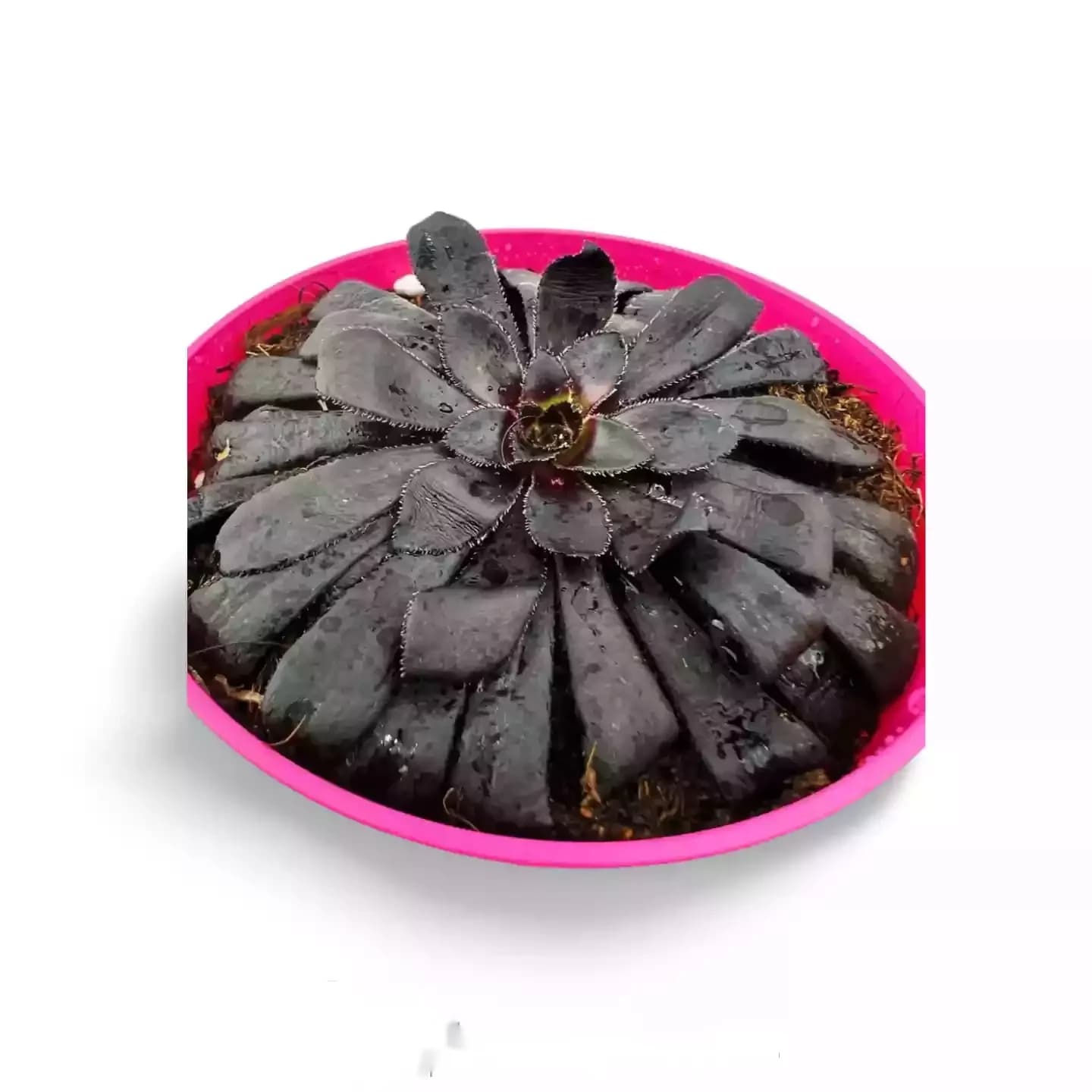 Aeonium Zwartkop Rose Noire Var
