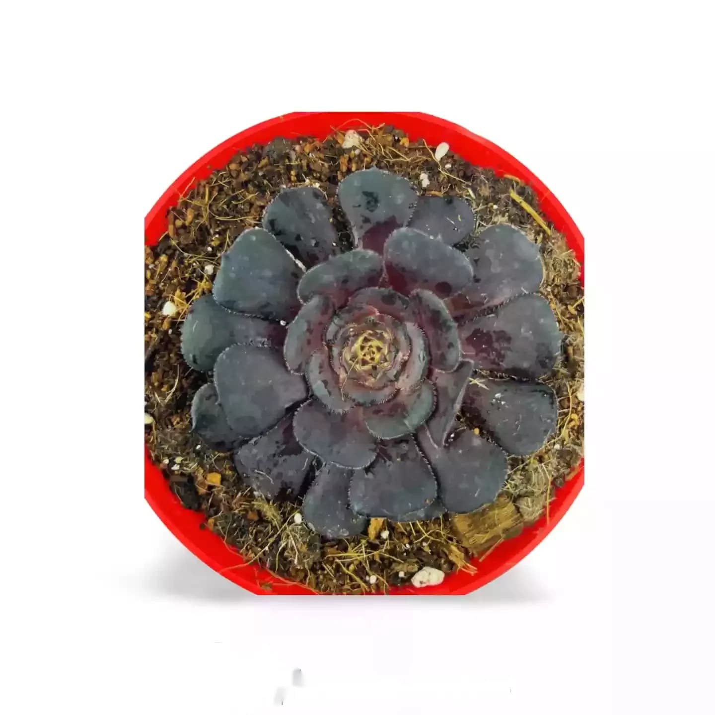 Aeonium Arboreum Variegata Atropurpureum