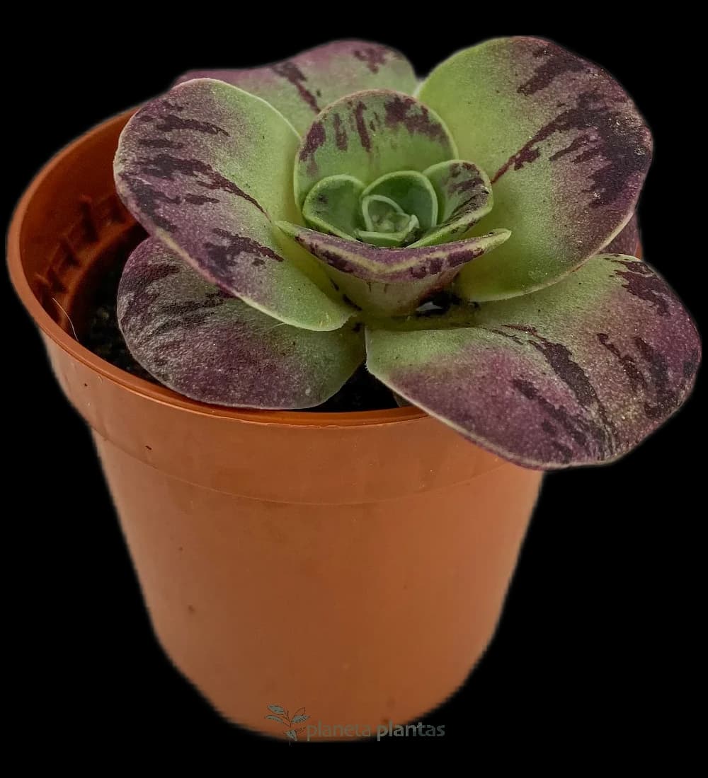 Aeonium Aureum