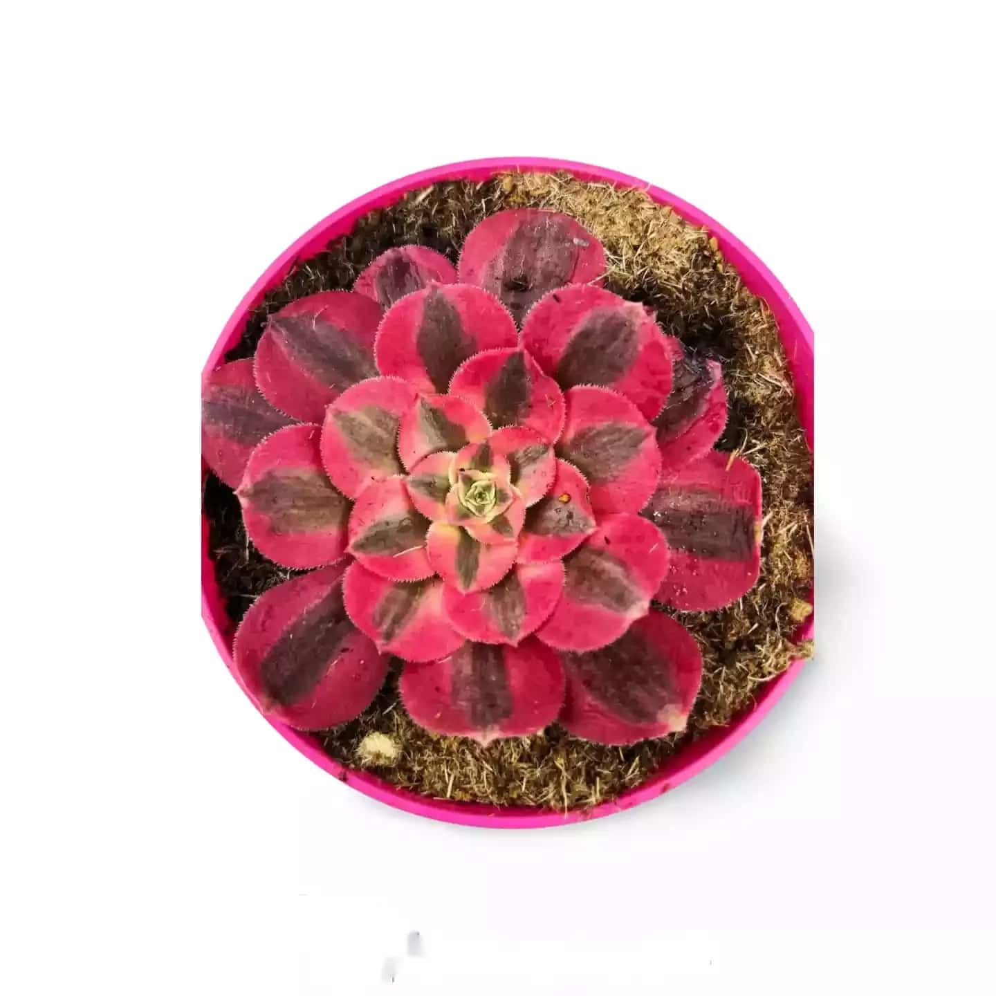 Sorcière rose Aeonium