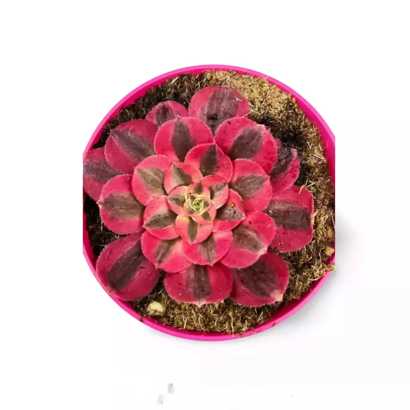 Sorcière rose Aeonium