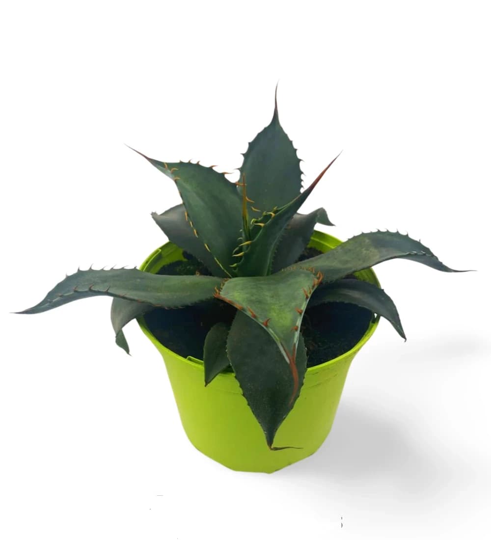 Agave colorée