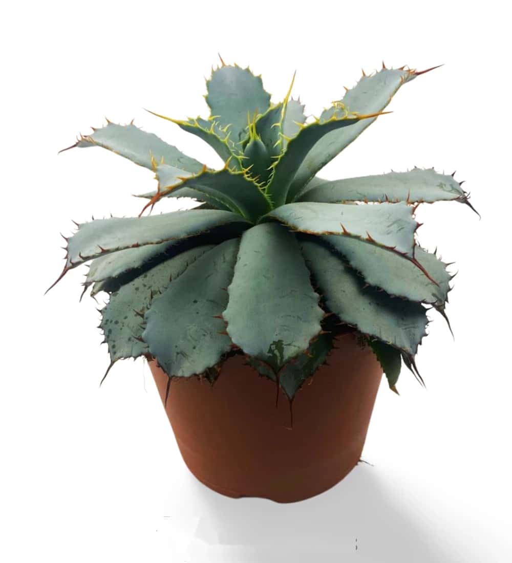 Agave de Guadalajara (Léon)
