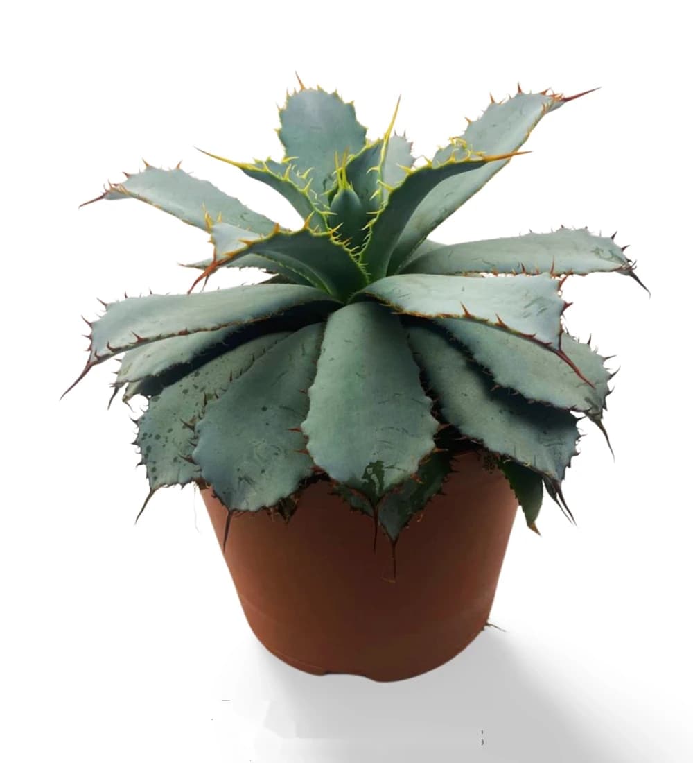 Agave de Guadalajara (Léon)