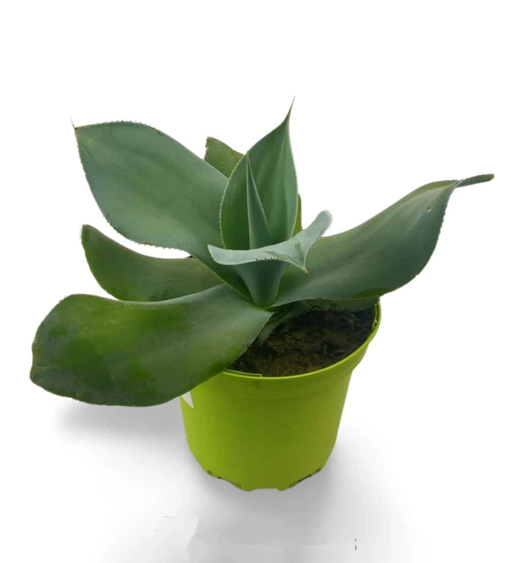 Agave Gypsicola