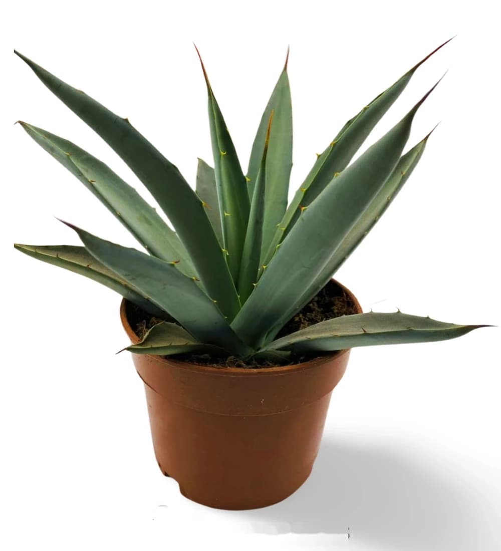 Agave macroacantha