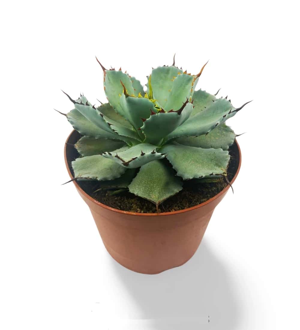 Agave pomme de terre kichijokan