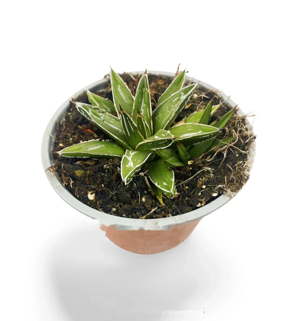 Agave de la reine Victoria