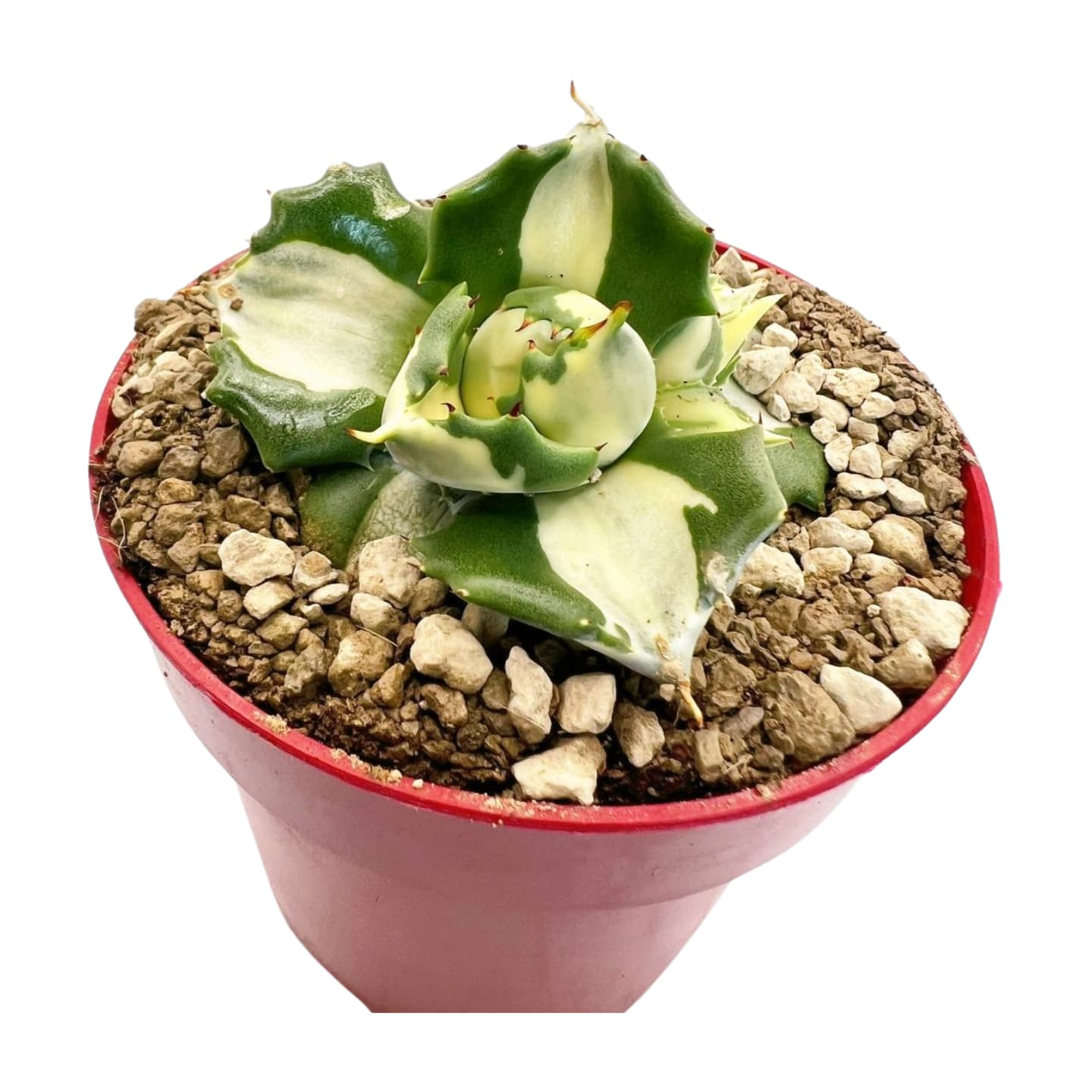 Agave Shoji-raijin panaché