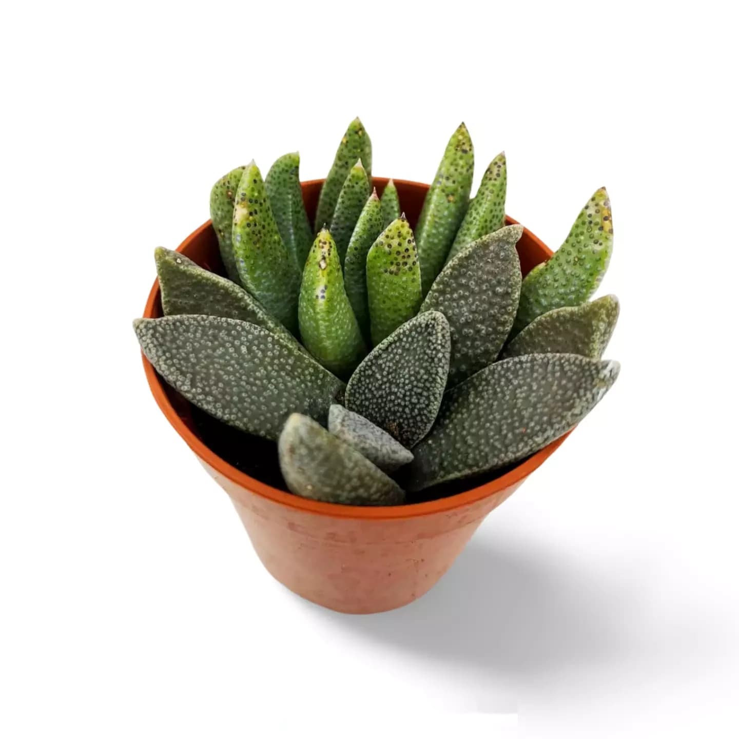 Aloinopsis Rubrolineata