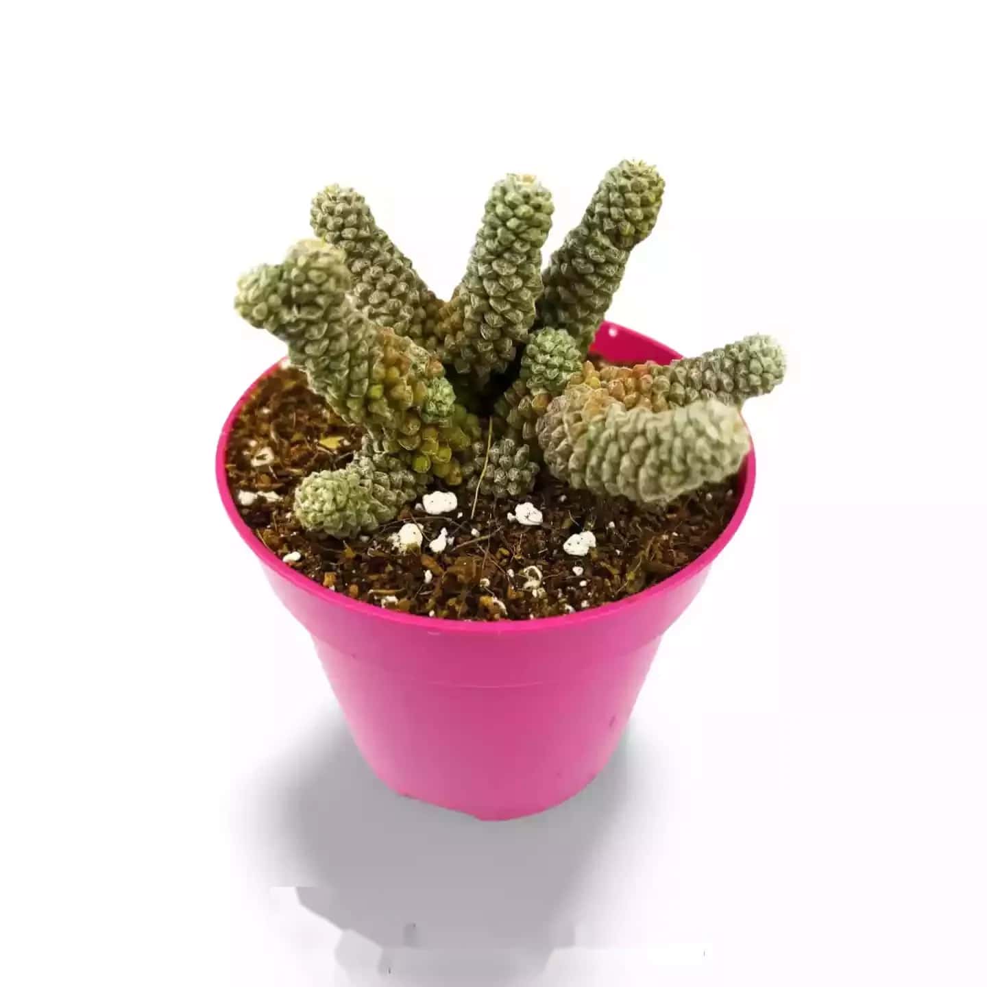 Anacampseros filamentosa