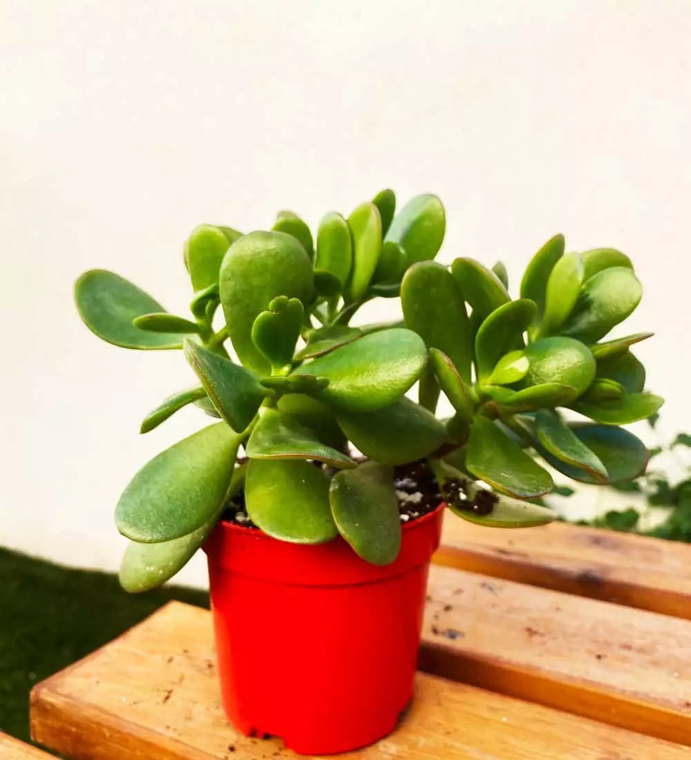 Arbre de Jade