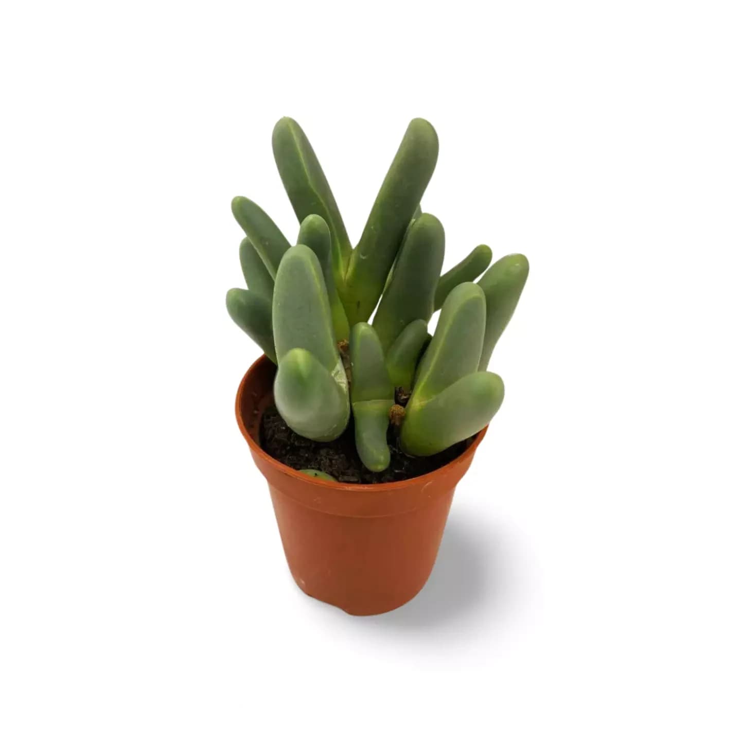 Argyrodermie fissum