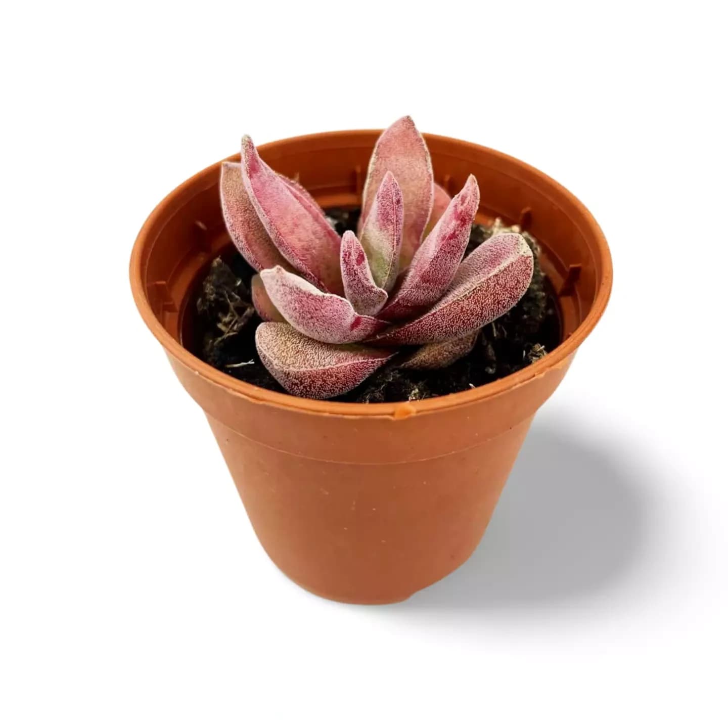 Crassula Grenat Lotus Rouge
