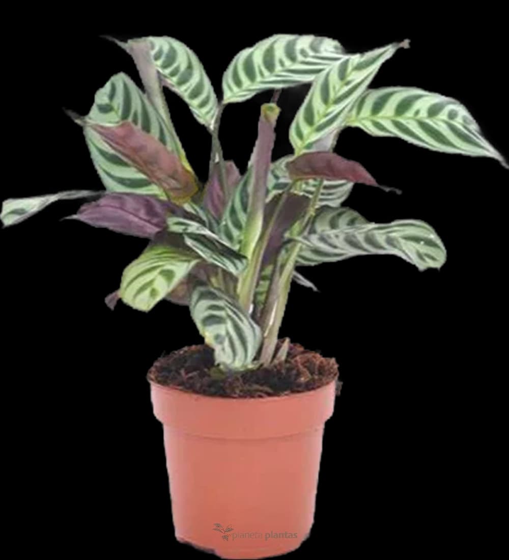 Ctenanthe Burle-Marxii