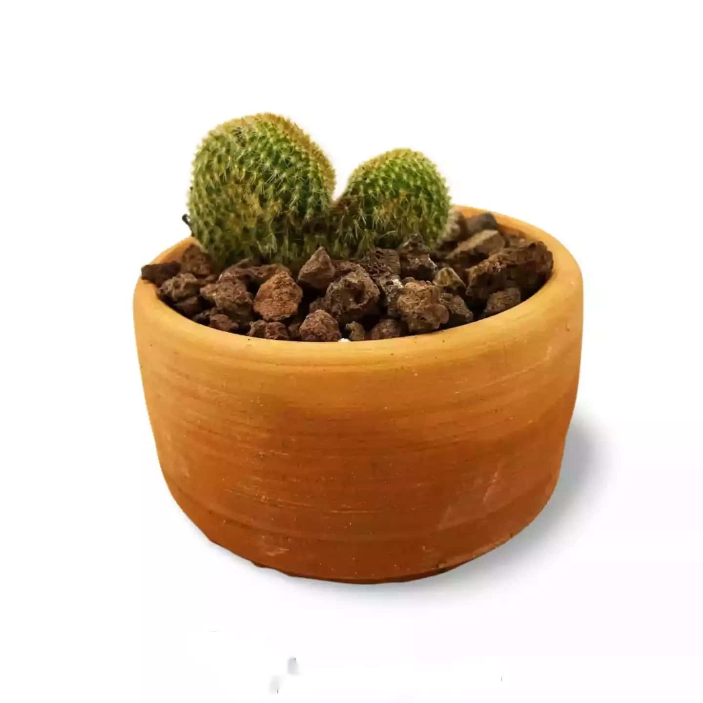Cactus Cleistocactus Coeur