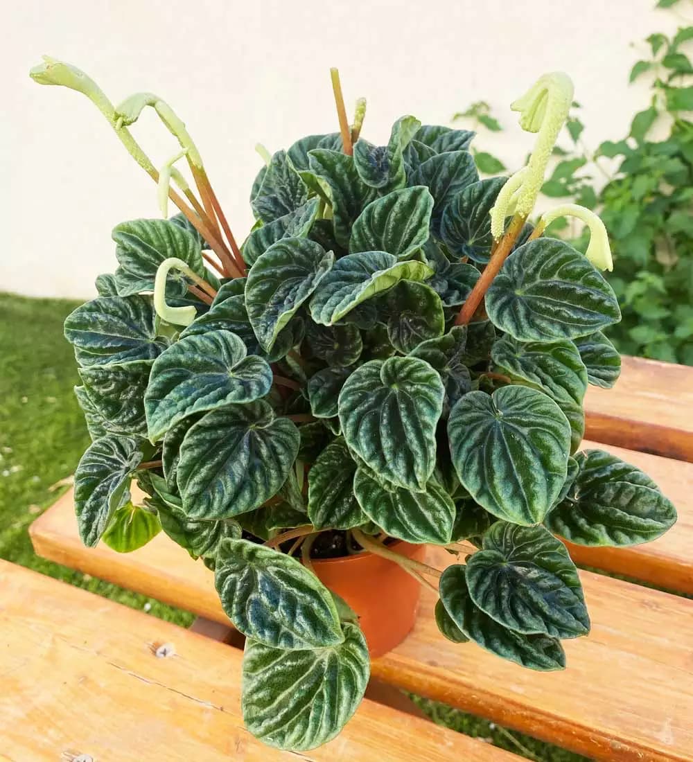 Peperomia boucle émeraude