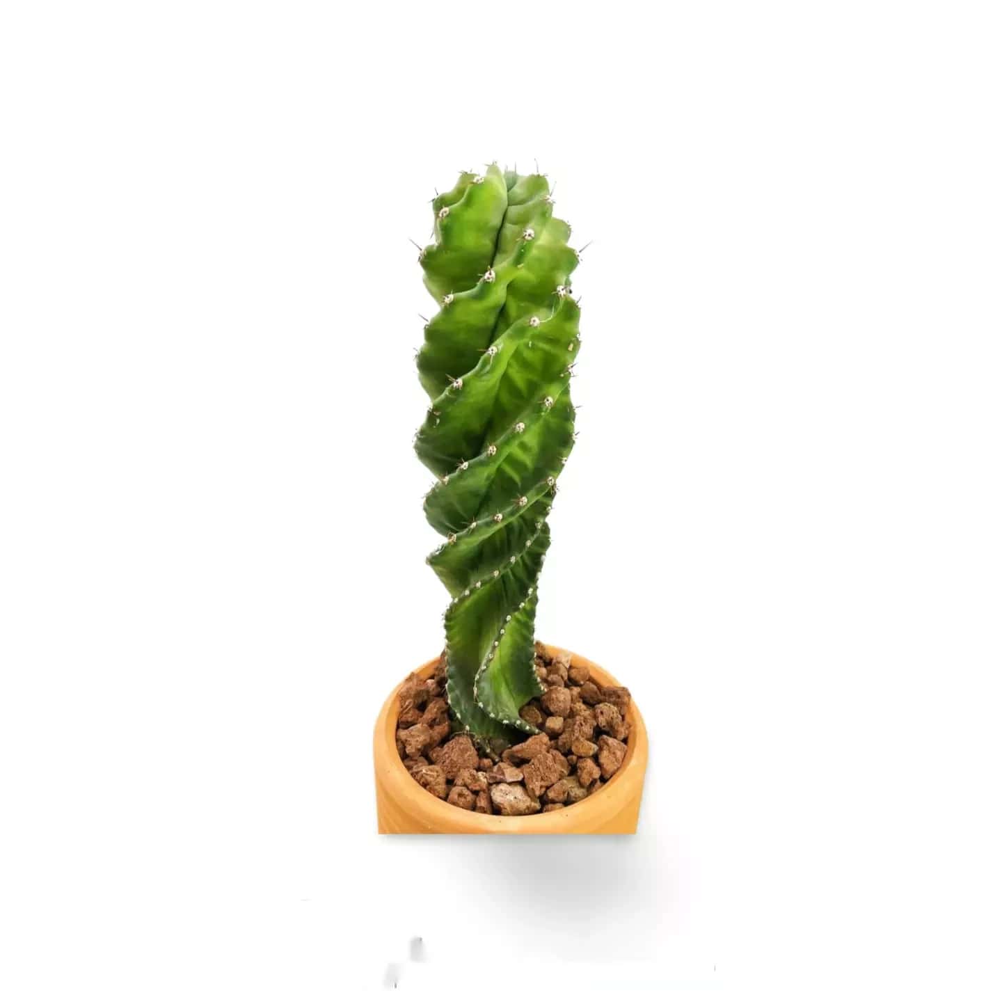 Cereus Forbesii spiralis
