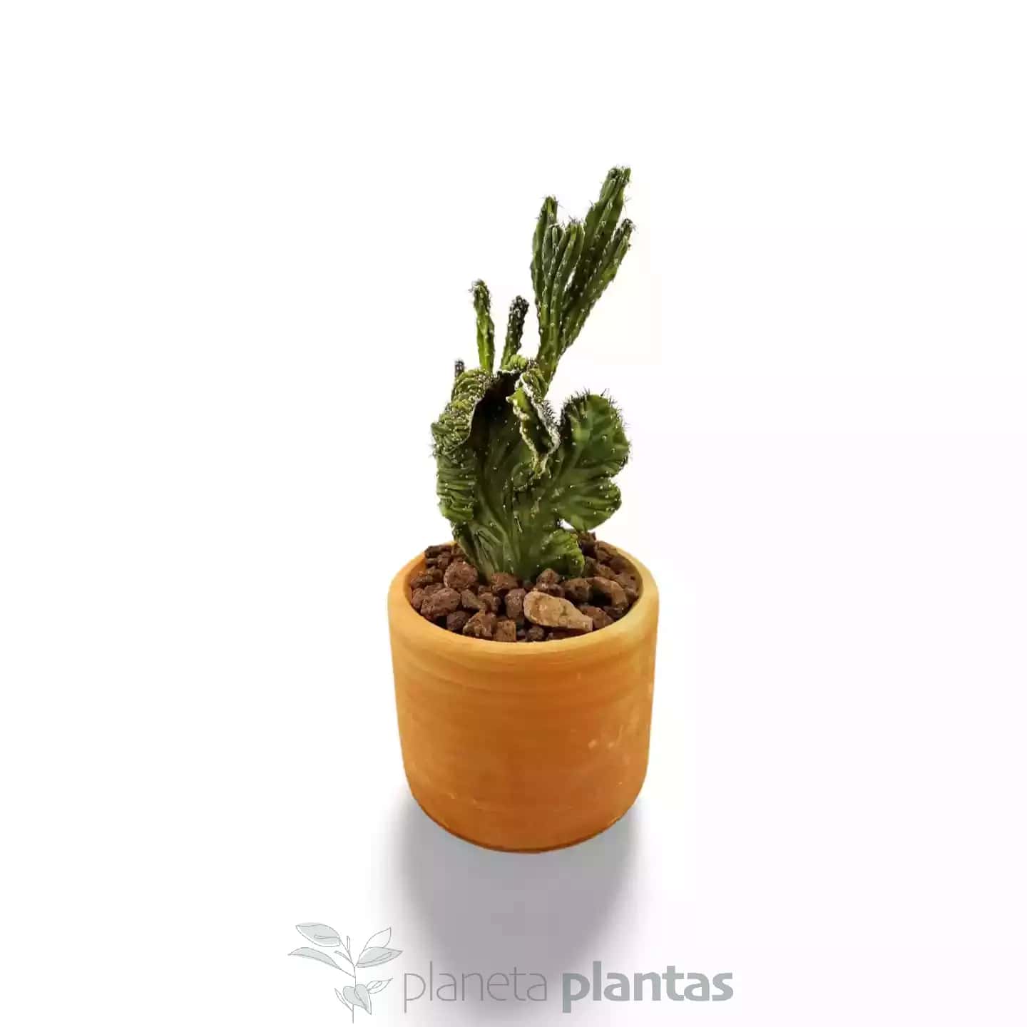 Cereus Peruvianus Monstruosa Cristata MOD012
