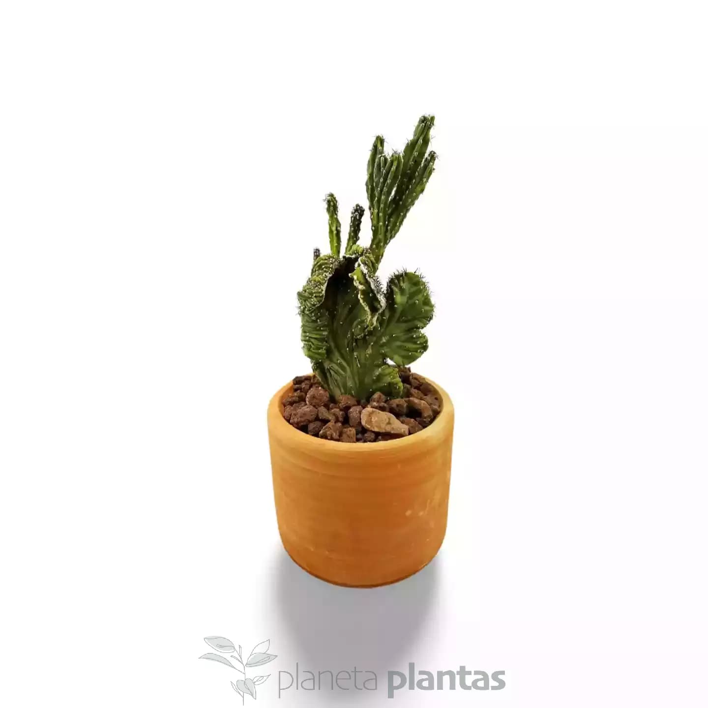Cereus Peruvianus Monstruosa Cristata MOD012
