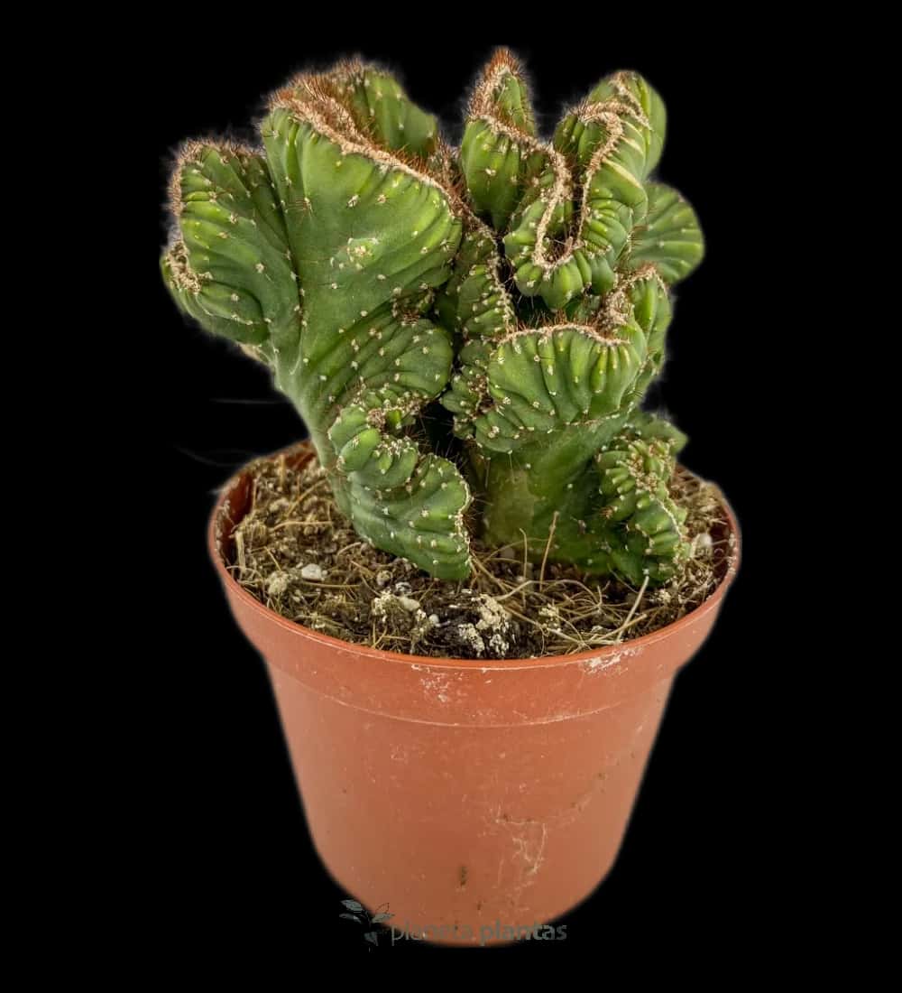 Cereus Forbesii