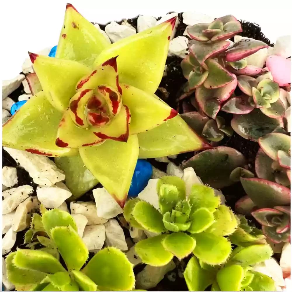 Comment prendre soin de vos succulentes en été : guide pratique pour les garder belles et en bonne santé
