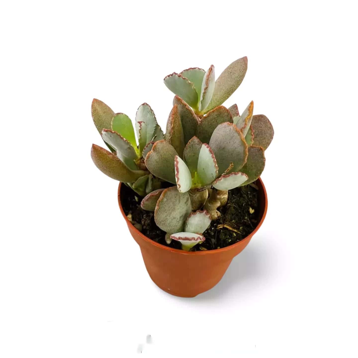 Cotylédon papillaire