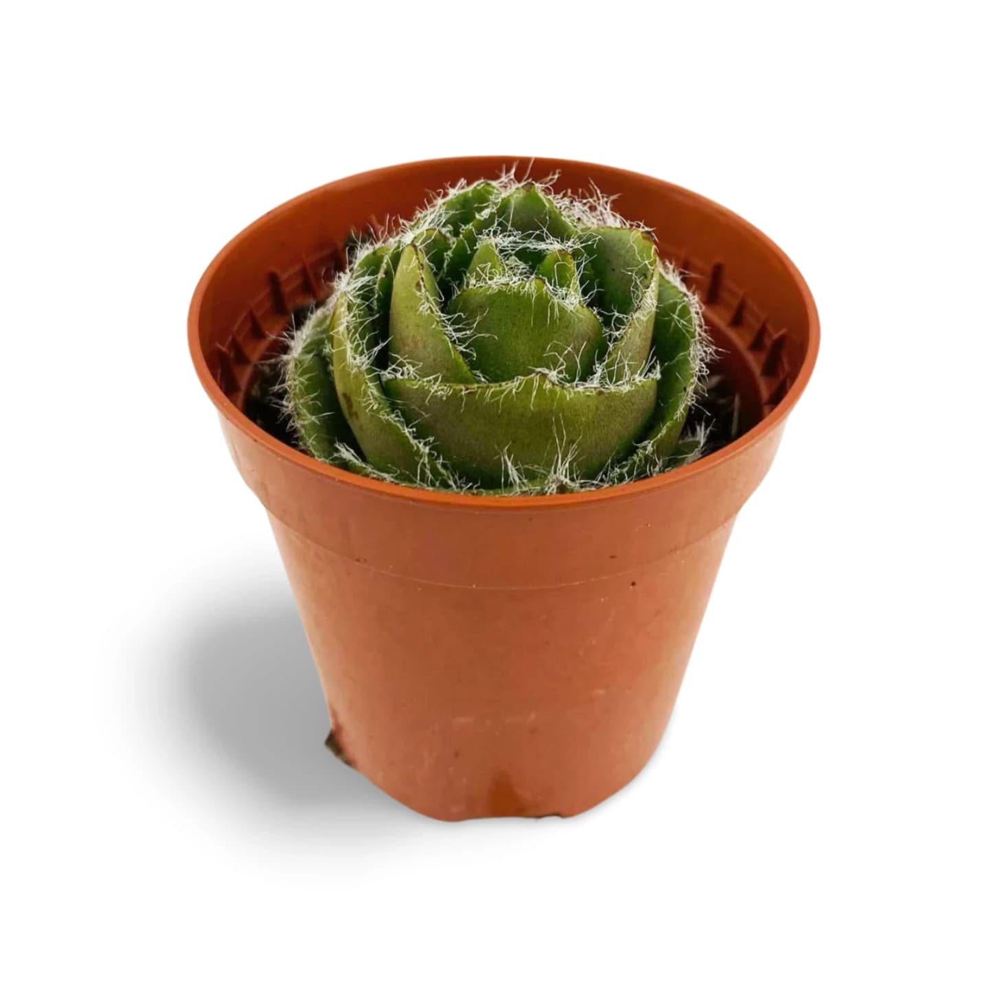 Crassula Barbata - Petit