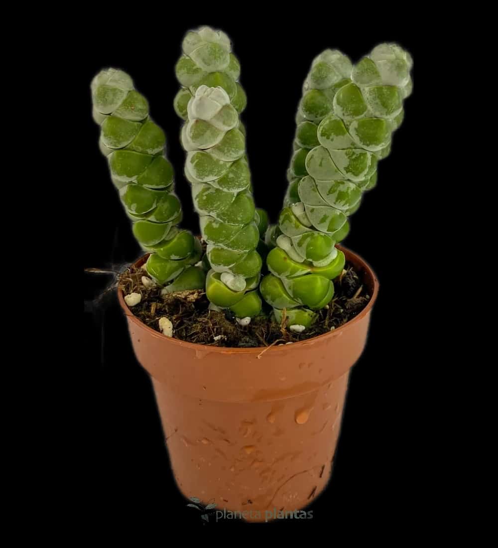 Crassula Lueur de Lune