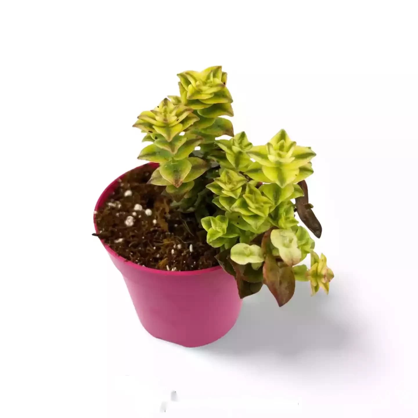 Crassula perforée variegata