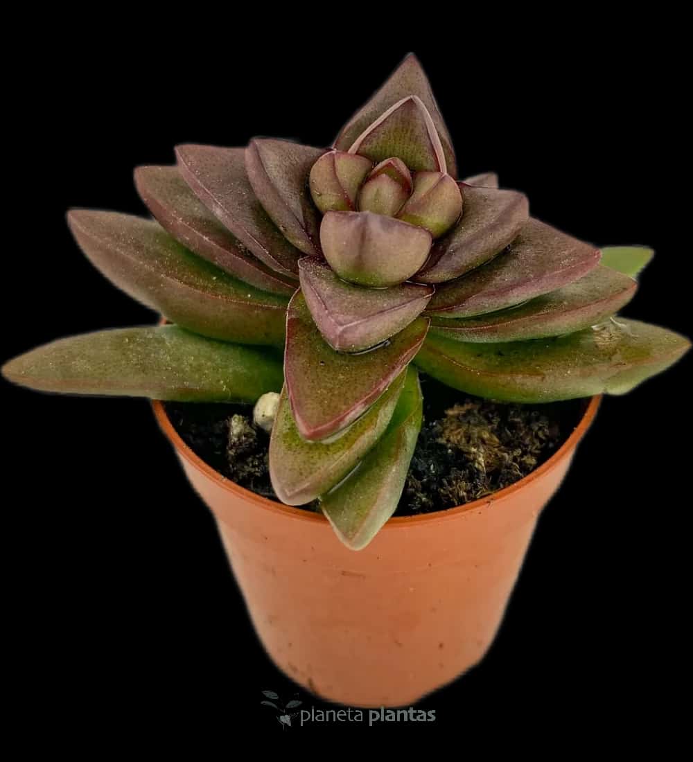 Crassula Printemps Mod C