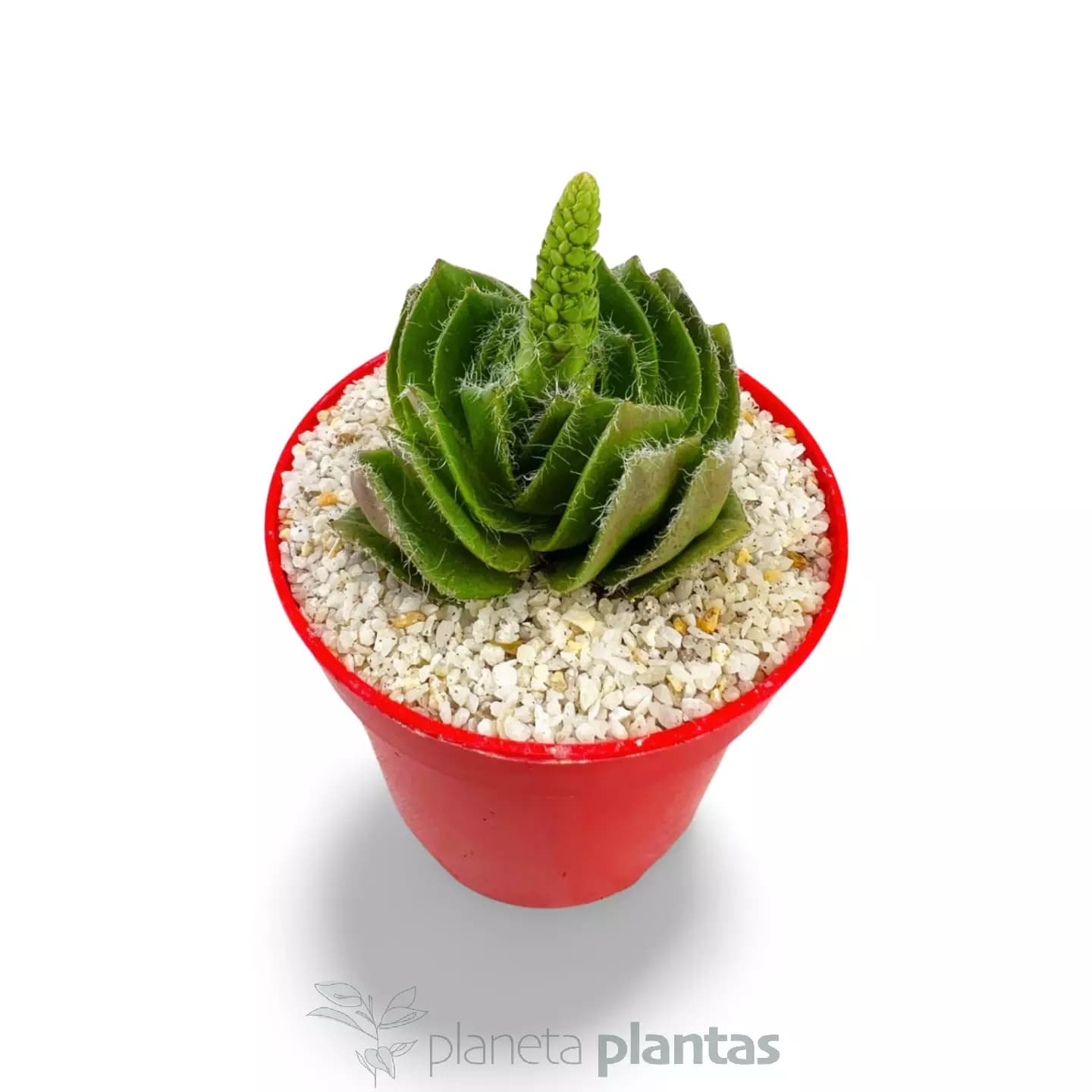 Crassula Barbata - Grand