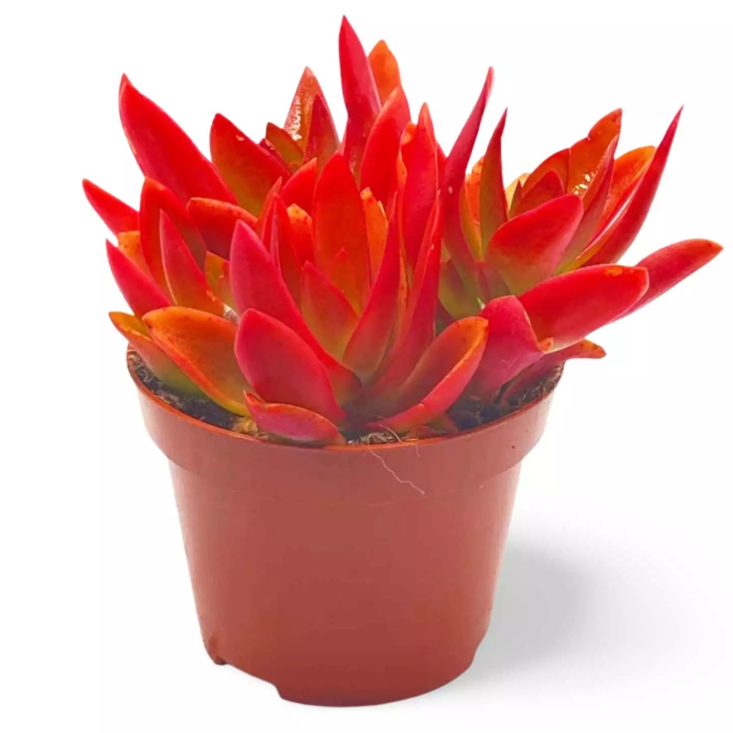 Crassula capitella Fire Crassula - Grand
