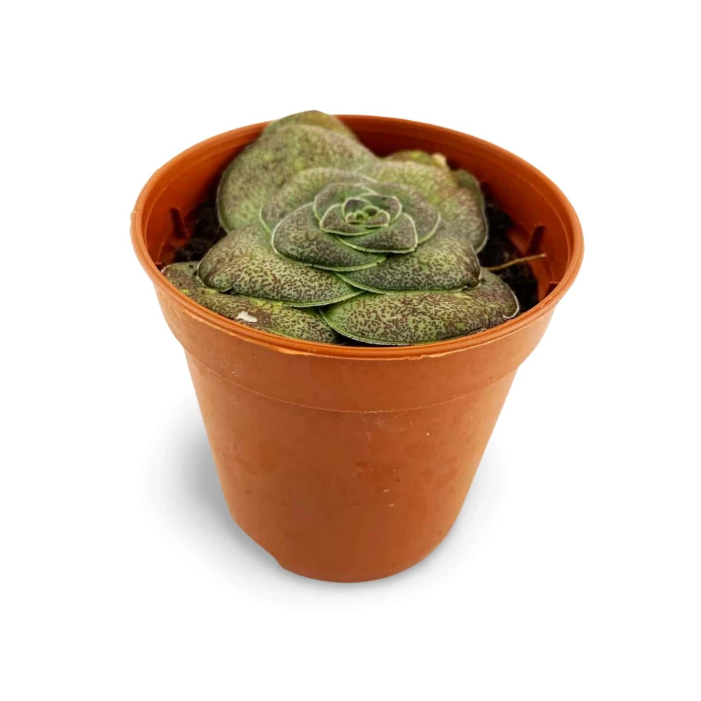 Crassula hémisphaérique