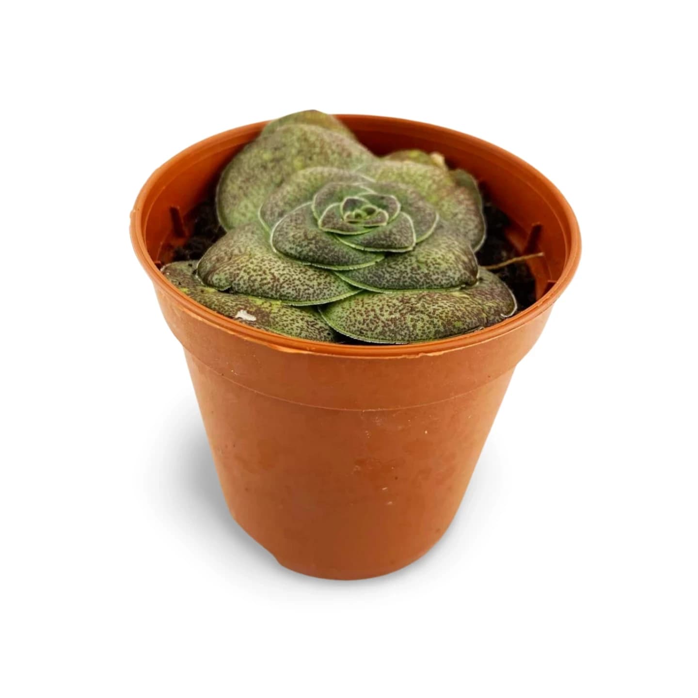 Crassula hémisphaérique