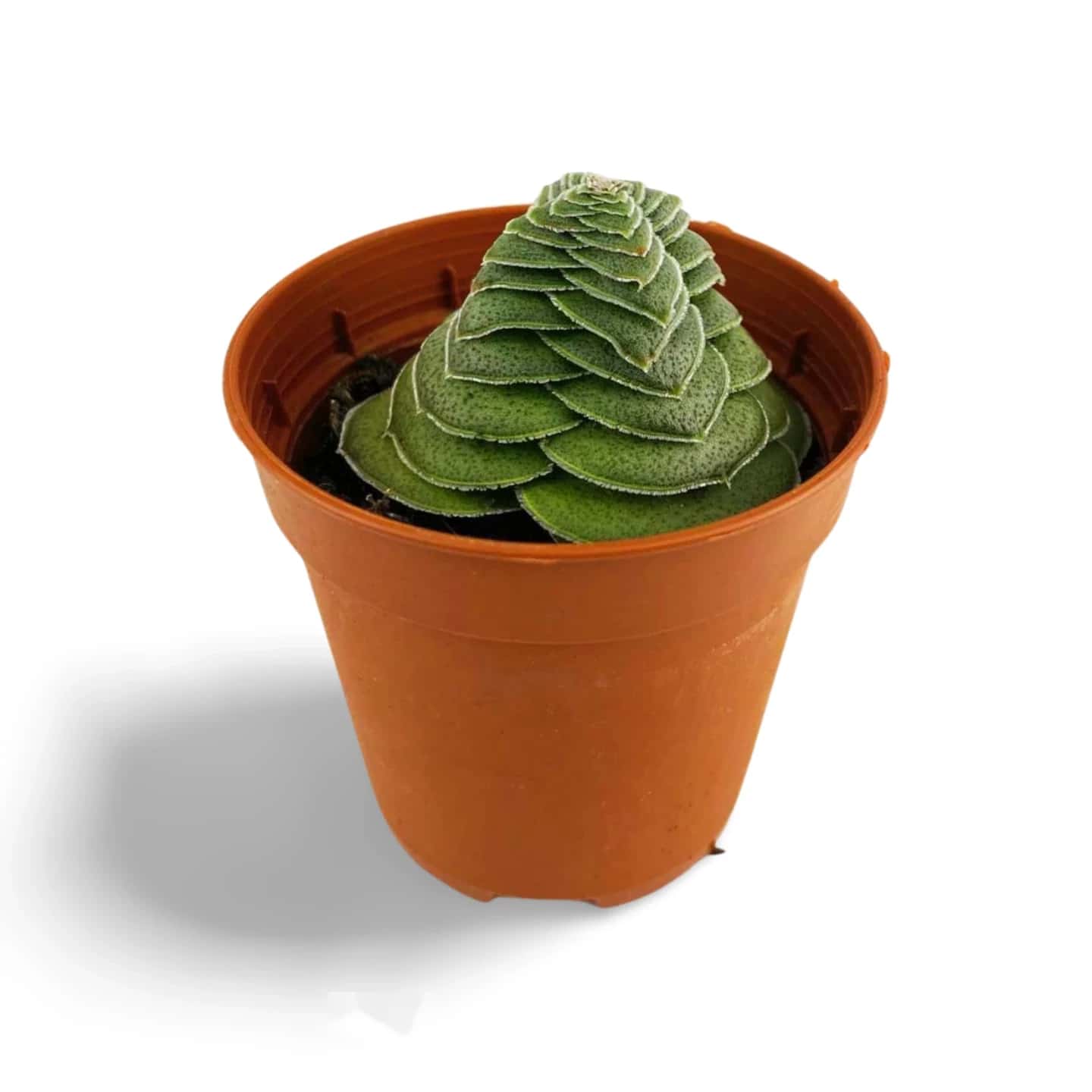 Crassula hémisphaérique